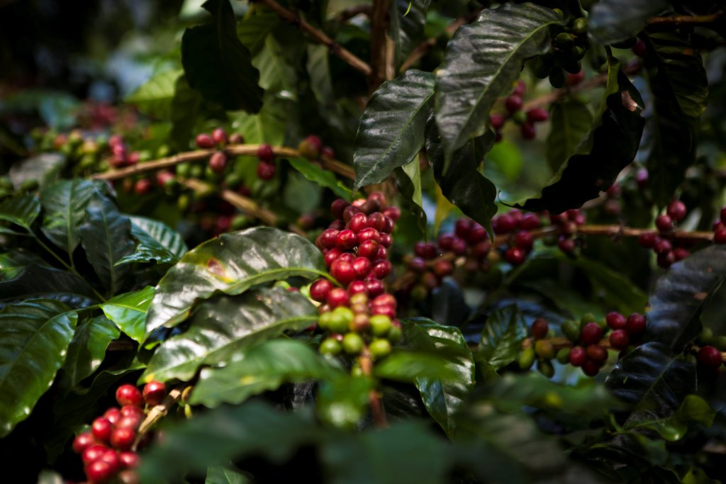  Coffee_cherries_Colombia_0.jpg 
