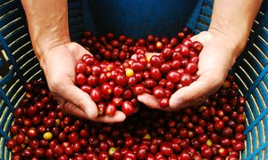 Hands full of coffee 