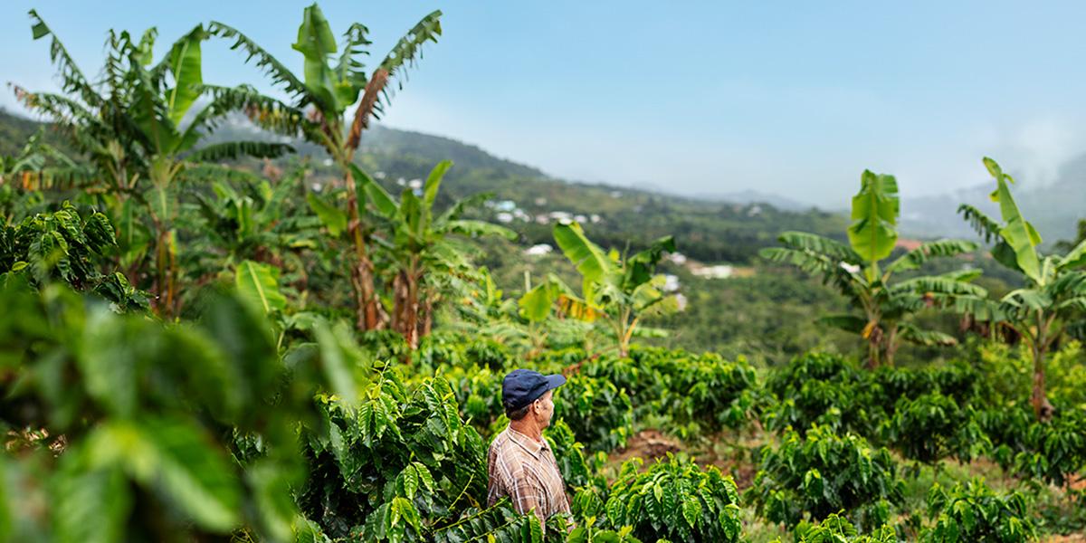 NESPRESSO S INVESTMENT IN COFFEE SEEDLINGS AND REGENERATIVE AGRICULTURE   2021 Nespresso PR 4764 1200x600 