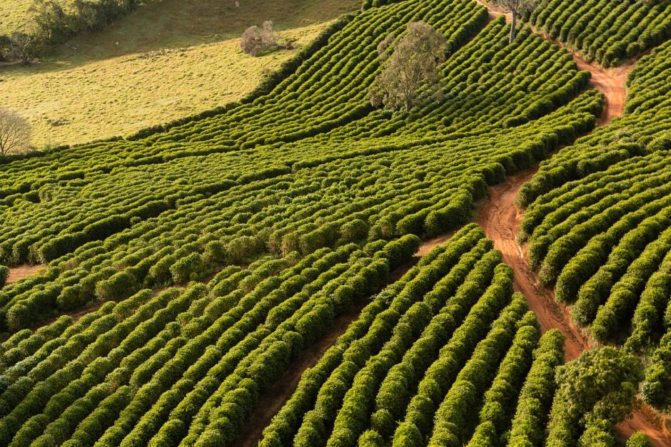 Celebrating 15 years of the Sustainable Quality™ in Brazil | Nestlé Nespresso