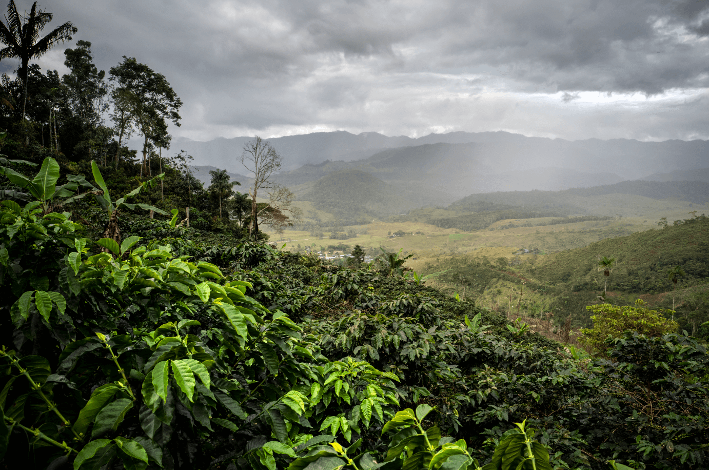 Colombian coffee farmers and 