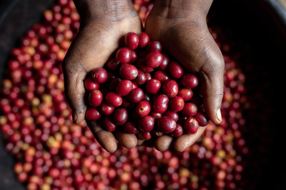 Nespresso top coffee beans