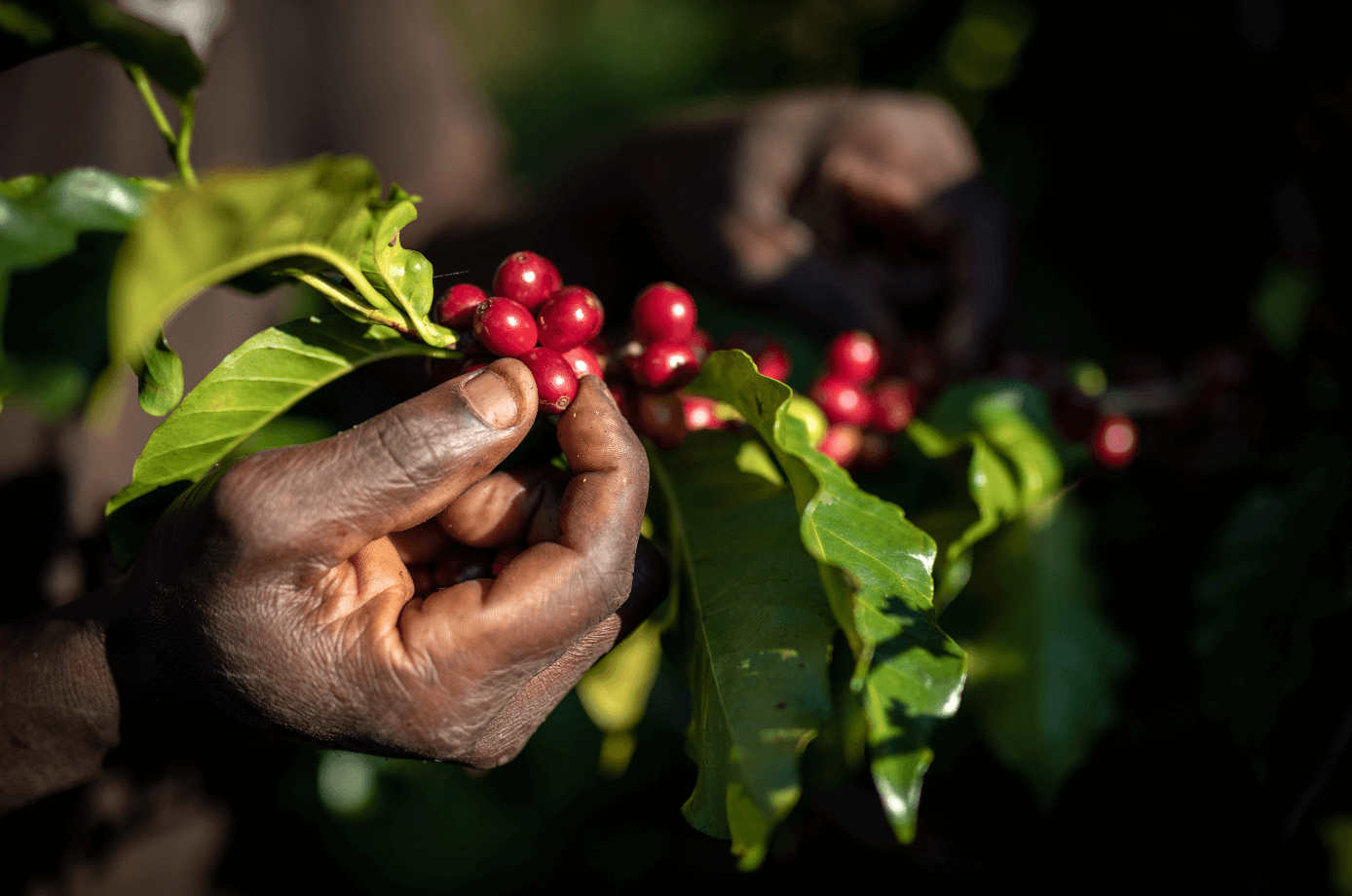 nespresso fair trade