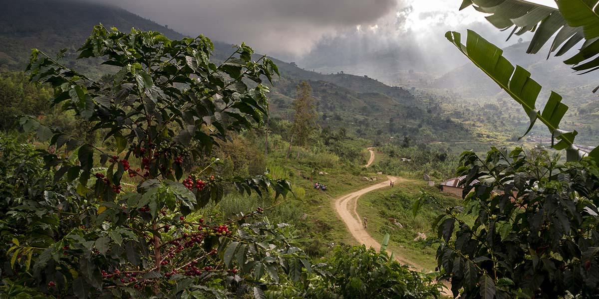 Nespresso and IFC join forces to boost climate resilience improve opportunities for women and enable more prosperous livelihoods for coffee farmers in Zimbabwe and Uganda Nestle Nespresso